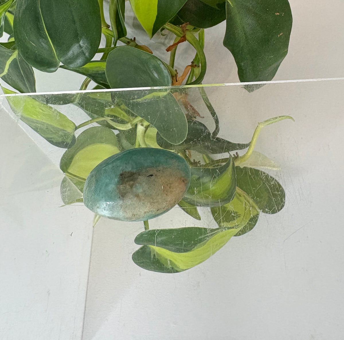 Amazonite Crystal Egg