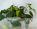 Amazonite Crystal Egg