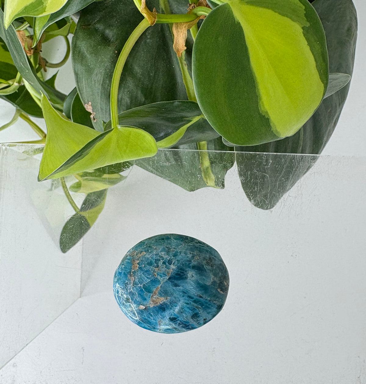Apatite Palmstone